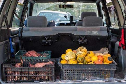 车后备箱装几箱水果遭罚款？车主：是后备箱不能用还是水果不能吃