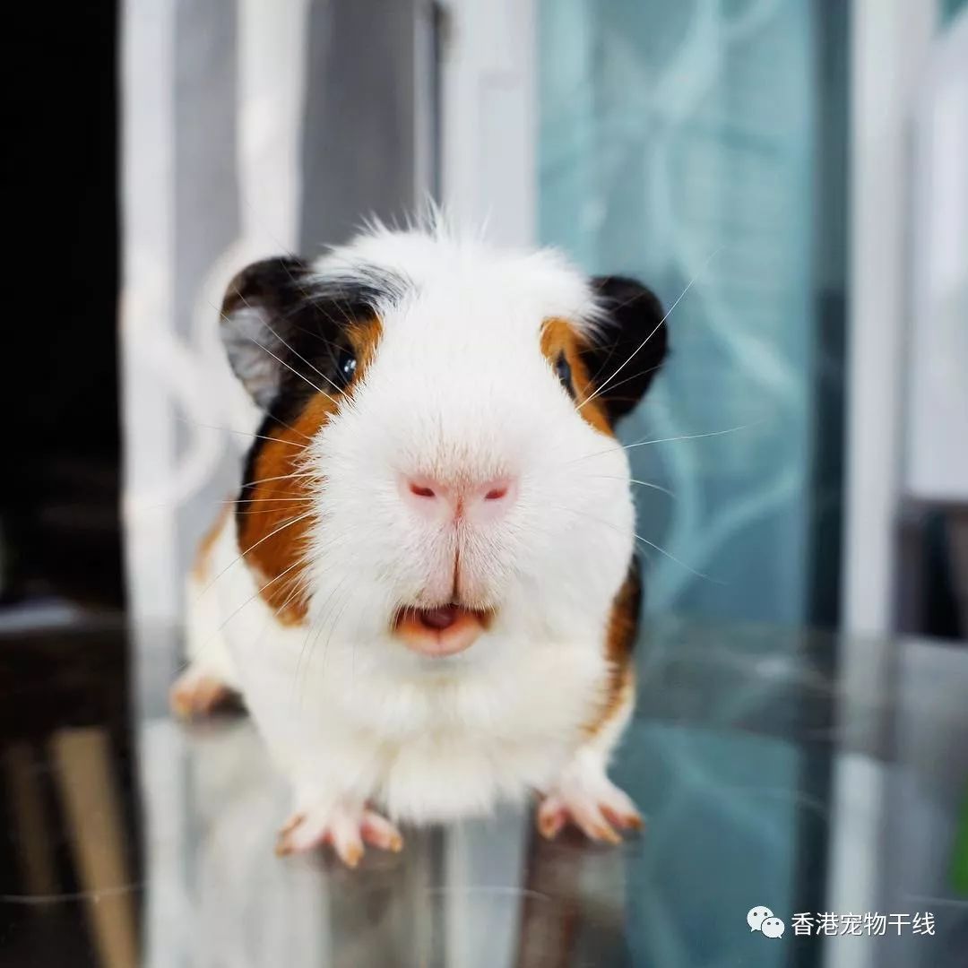 无毛天竺鼠skiney guinea pig