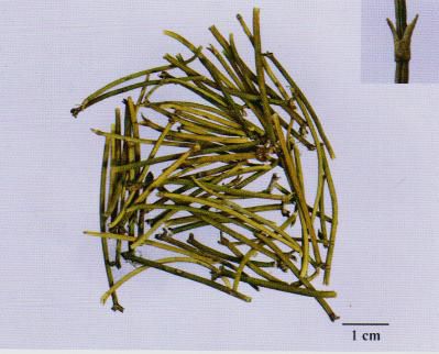 【来源】麻黄科植物草麻黄,中麻黄或木贼麻黄的干燥草质茎【主产地】