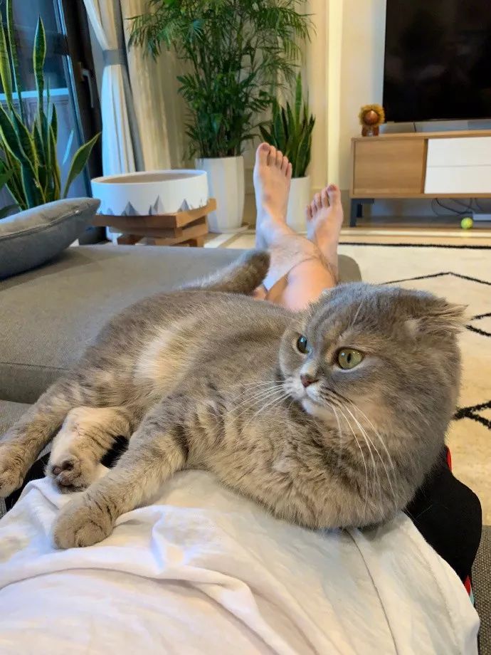 不养猫，你都不知道自己有多卑微 !