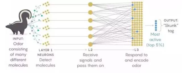 视觉神经网络与嗅觉神经网络的不同架构