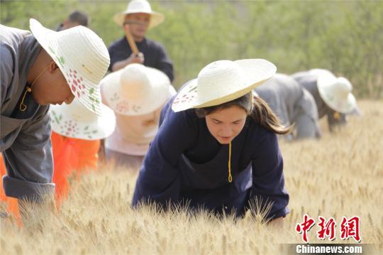 少林寺小麦丰收 众僧挥镰割麦