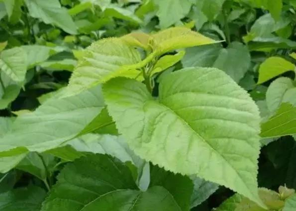 夏天潮汕妈妈都会煮的祛暑好“饮料”——青草水