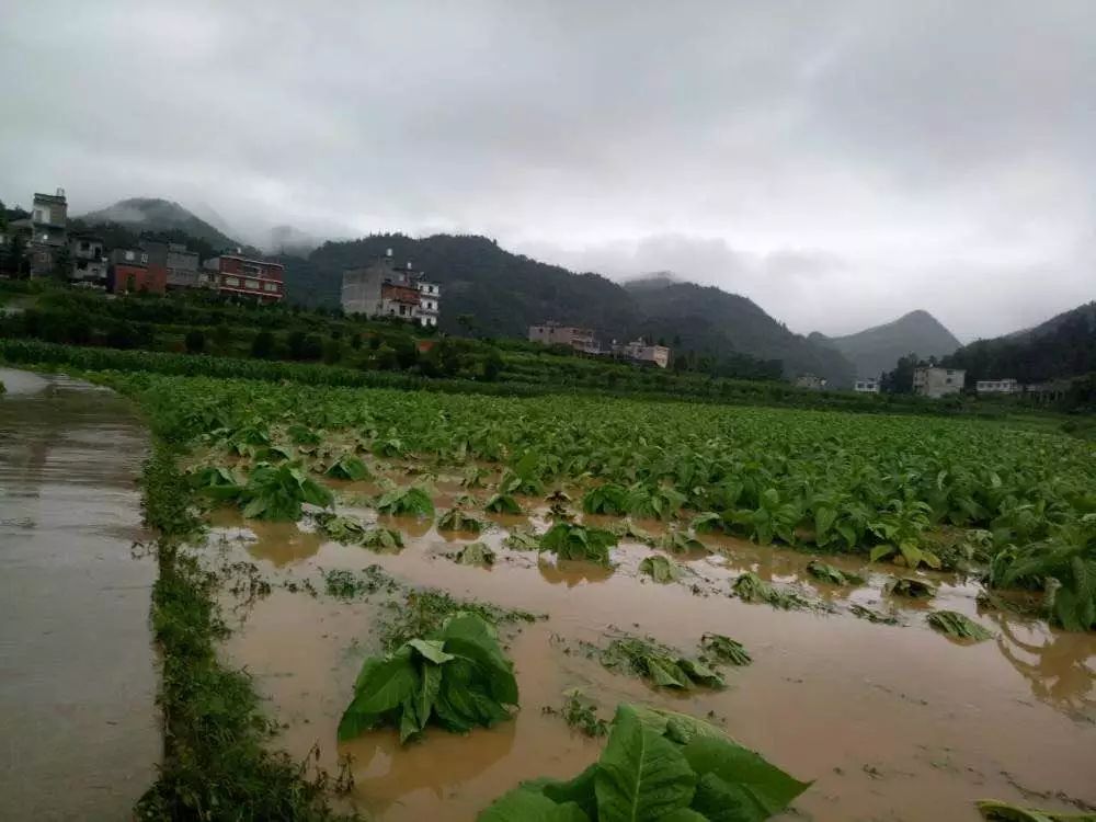 阴天有阵雨或雷雨,中部,北部,东部中到大雨,局地暴雨 城区气温 19