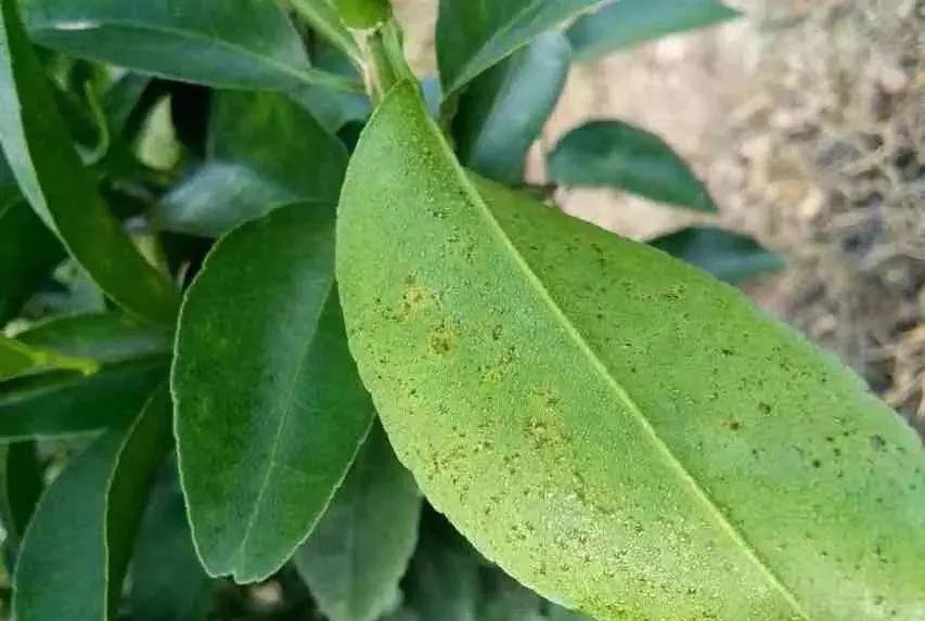 沃柑,茂谷柑,砂糖橘,莫科特等柑橘的21种病害详解