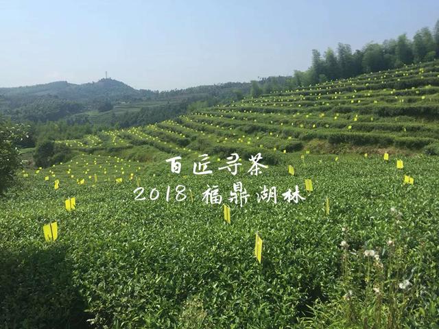 大山里的古老村落,磻溪湖林国营茶厂深藏的白茶记忆