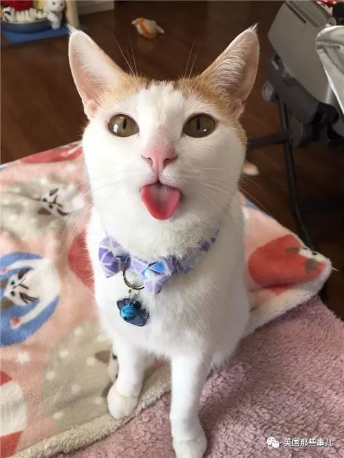 忘记收回舌头的喵,这可爱的花式卖萌,铲屎官们瞬间集体融化