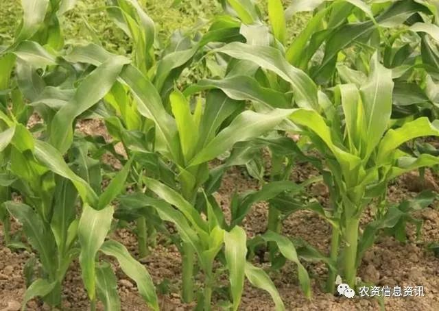 玉米矮壮素也不例外,喷施的时间和用量不合理,很可能引起药害
