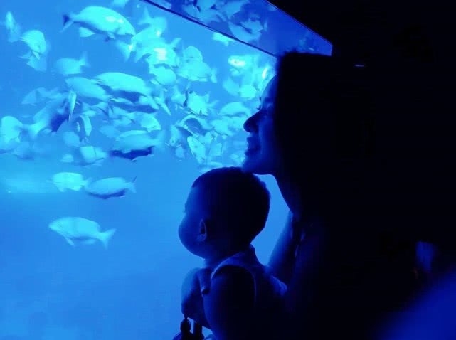 胡杏儿和儿子在海底别墅看鱼 老公发长文疑回花费传闻