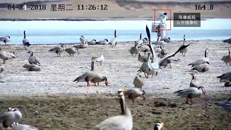 海康威视牵手绿色江河 升级斑头雁保护