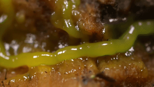 潮科技 | 人类花百年规划设计的铁路网，这些无脑生物26小时就搞定了