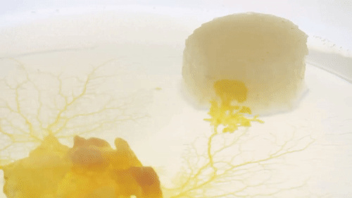 潮科技 | 人类花百年规划设计的铁路网，这些无脑生物26小时就搞定了