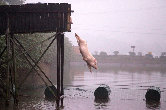 保卫“中国土猪”：4个地方猪种已灭绝，31个品种濒危