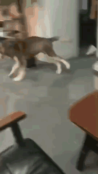 二哈走路不看路,这智商没谁了!