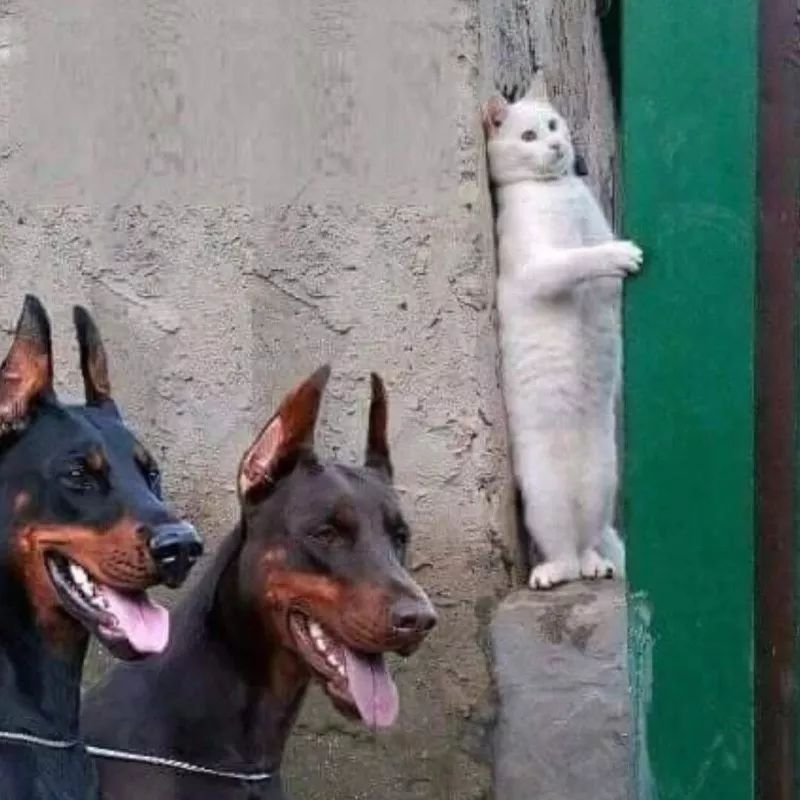 权健全面反攻丁香医生！10万+刷屏：保卫权健=保卫华为！