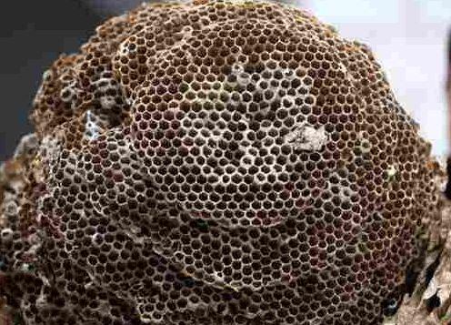 宁静自曝在瑞士打针全脸被扎900下!还被骗了钱?