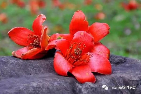 心理测试：4种花，你最喜欢哪一种？测你做什么职业最赚钱？(心理趣味小测试选花你的性格)