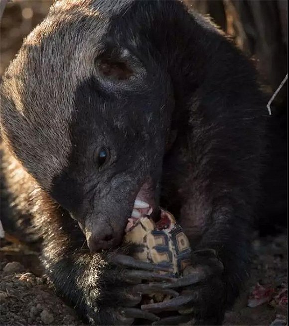 马云这个平头哥太狠了