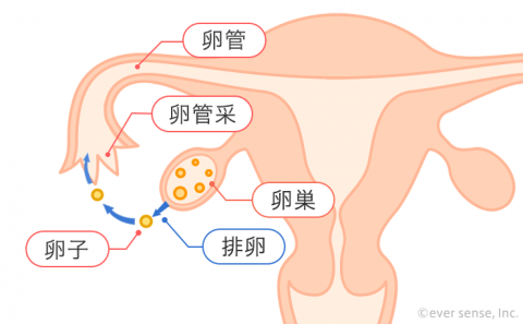 卵巢卵蛋白卵输卵管输卵管
