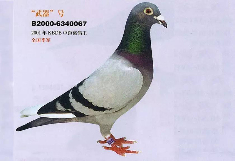 武器号.jpg