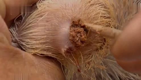 比黄金还贵的麝香是怎么来的?传统摘取方式血腥残忍