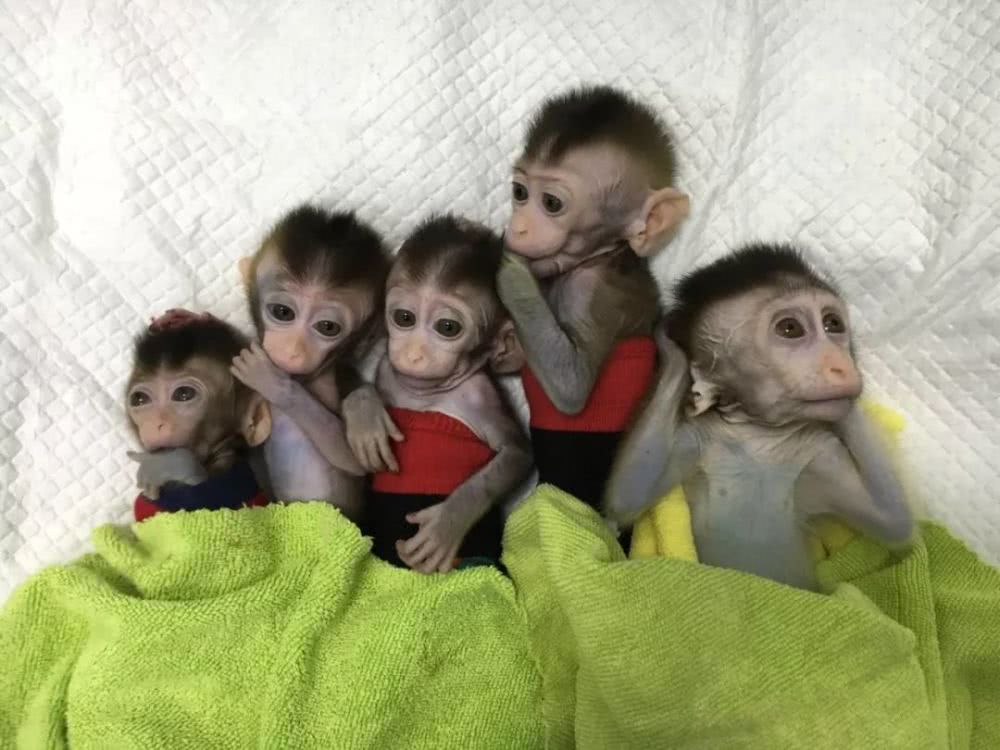 【钛晨报】世界首批体细胞克隆疾病模型猴在中国诞生