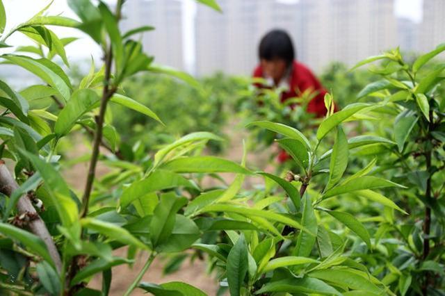 桃树栽培技术|桃树对环境条件的要求