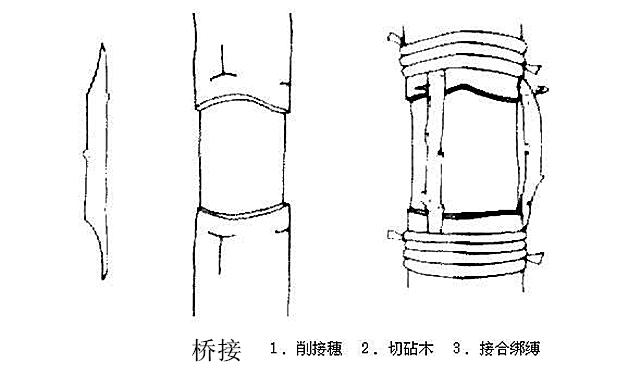 果树高级栽培技术 嫁接大全