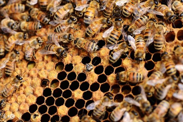 蜜蜂养殖技术 巢箱及巢继箱双王群管理