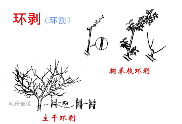 果树修剪技术 牵制理论之八项控冠