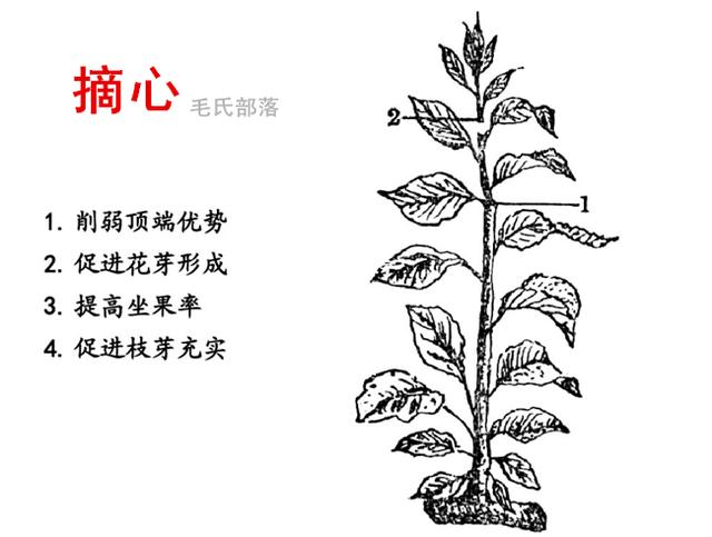 果树修剪技术 牵制理论之八项控冠