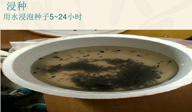 果头领 果树育苗 种子催芽方法之层积催芽
