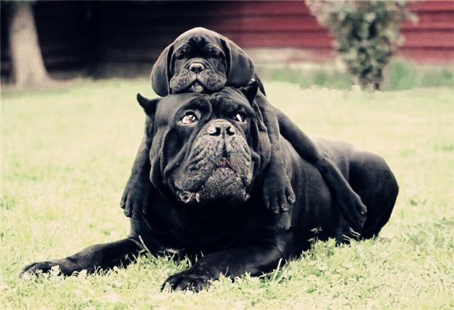 二十种猛犬排名,进一步感受巨无霸的魅力