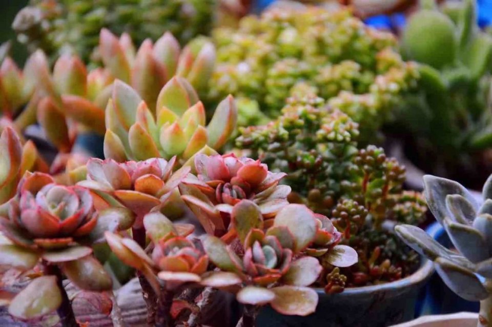 有个终身的兴趣爱好到底多重要?这些多肉玩家