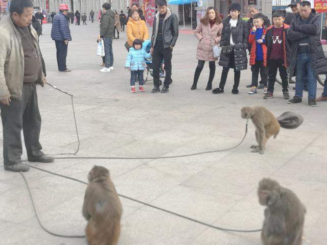 广元一男子耍猴,谁知猴子把他耍了,引围观市民哈哈大笑!