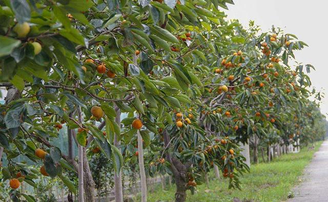 果树建园 生态果园的建设和模式
