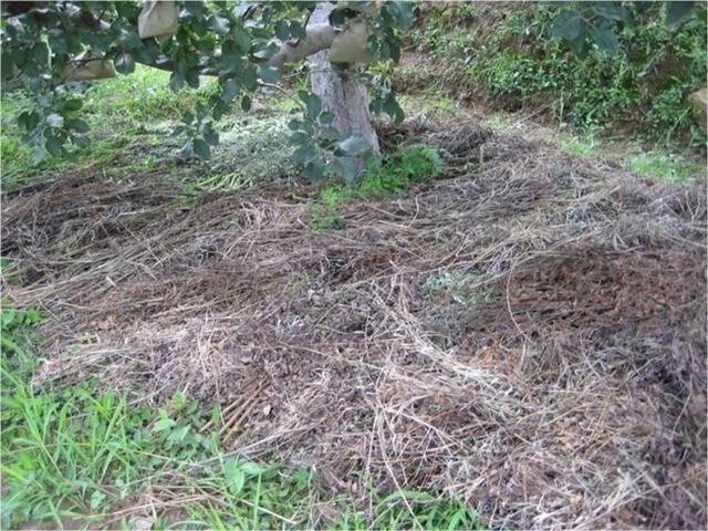 果树建园 旱作山地果树种植技术