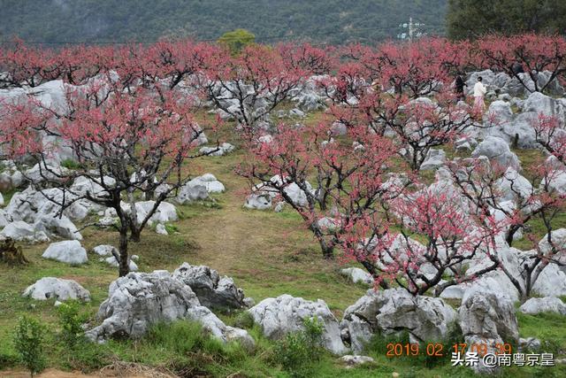 "水墨桃花乡约翁源"2019广东翁源桃花节,"妖"您来"撩"