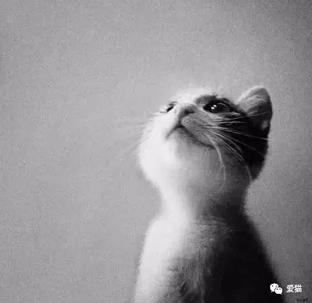 心痛!《中国特色四大养猫悲剧》让我们一起终结吧!