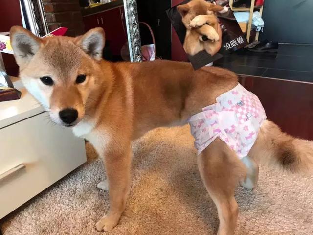 柴犬的屁股会说话?!请了解我可爱屁股背后的语言
