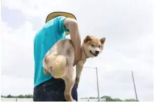 柴犬的屁股会说话?!请了解我可爱屁股背后的语言