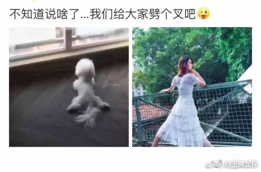 唐艺昕怀孕？！讽刺赵丽颖是谎话精，发博说自己不会劈叉