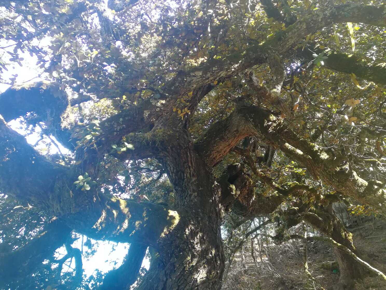 林芝一颗千年青岗树，传说有缘人能捡到带十二生肖花纹的叶子