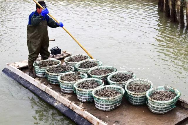 肥腴鲜甜,错过现在的蛏子,等于错过春天!