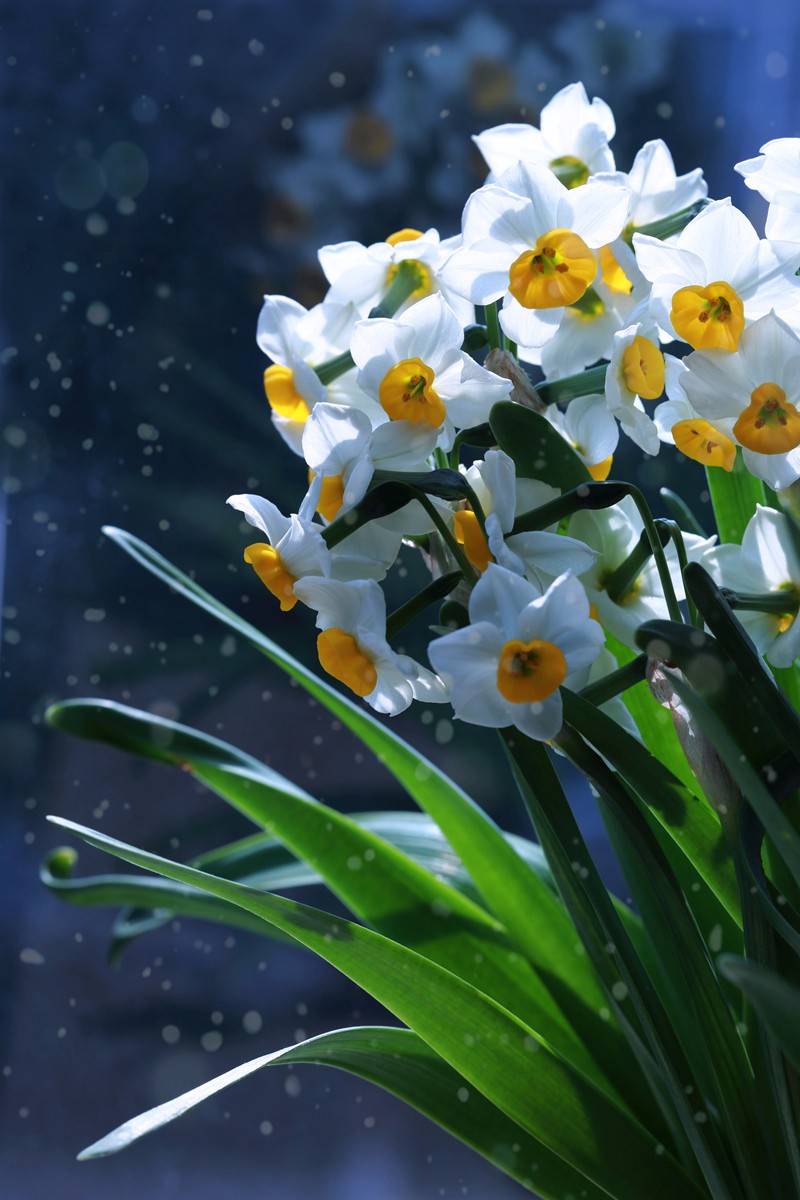 a300d5eb0fd041abb999fb8131c204c5.jpg