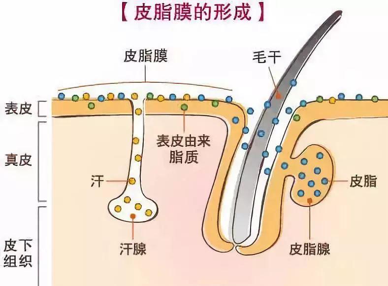 张嘉倪综艺再扮顺嫔，一对比发现电视剧的修图真是没话讲