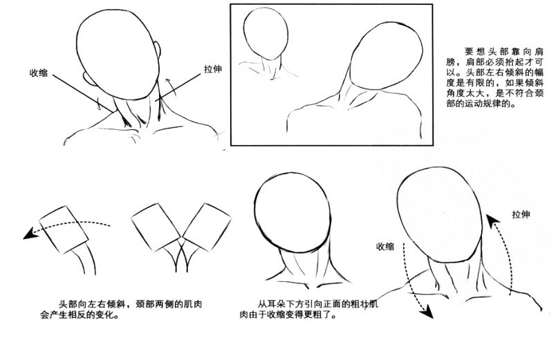 转头绘制要点