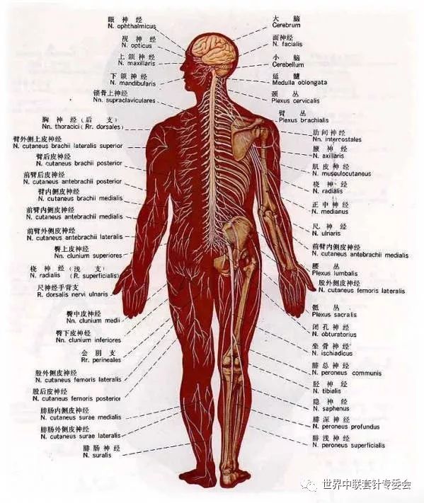 史上最全的人体解剖图收藏版!