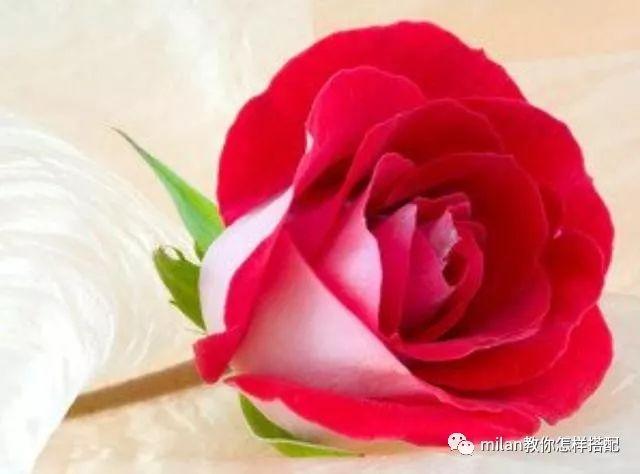 心理学：你最喜欢哪一朵玫瑰？测这辈子你的命格有多好！