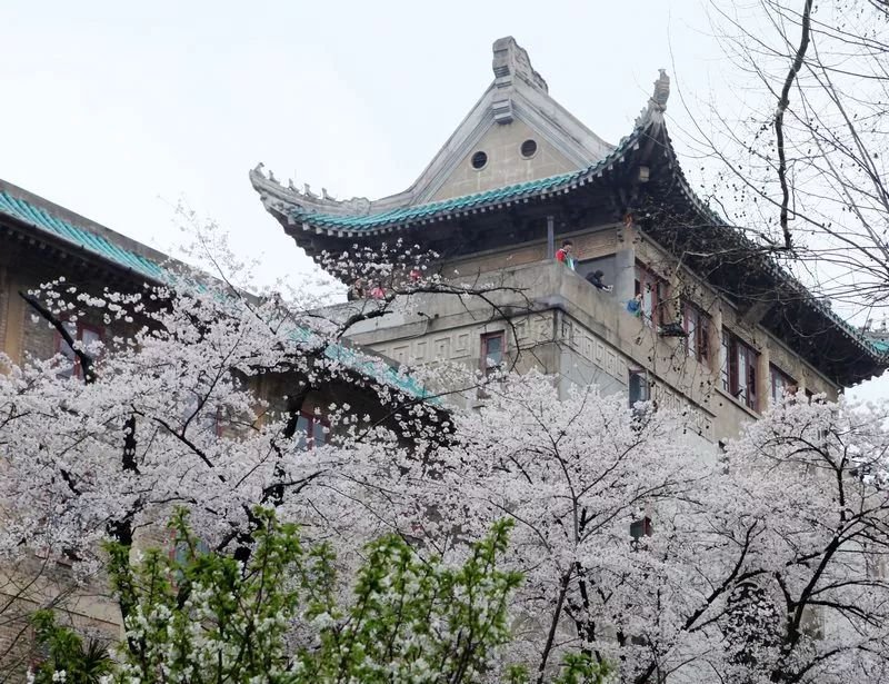 武汉大学的樱花是怎么来的?